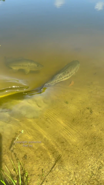 Giant Bass takes huge bluegill #bigfish #bassfishing #fishing