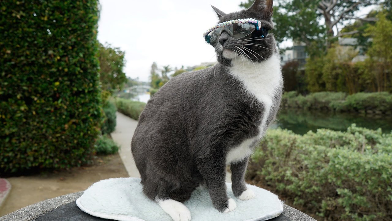 Cat Sunglasses: Moggie Wears Shades After Being Born Without Eyelids