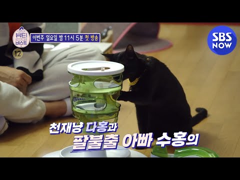 [뷰티 앤 더 비스트] 예고 &amp;#39;천재냥 다홍이와 팔불출 아빠 박수홍의 환장의 콜라보&amp;#39; / &amp;#39;Beauty <strong>And</strong> The Beast&amp;#39; Preview | <strong>SBS</strong>