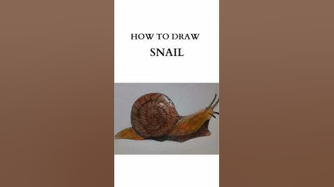 10 Easy Steps to DRAW a Snail