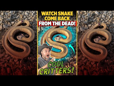 Video: Ar hognose gyvatėms reikia UVB?
