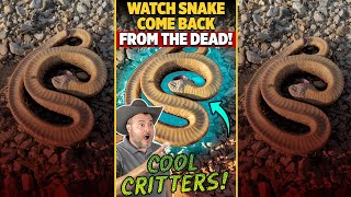 COOL CRITTERS! - Watch Snake Come Back From the Dead! - Hognose Snake - #Shorts