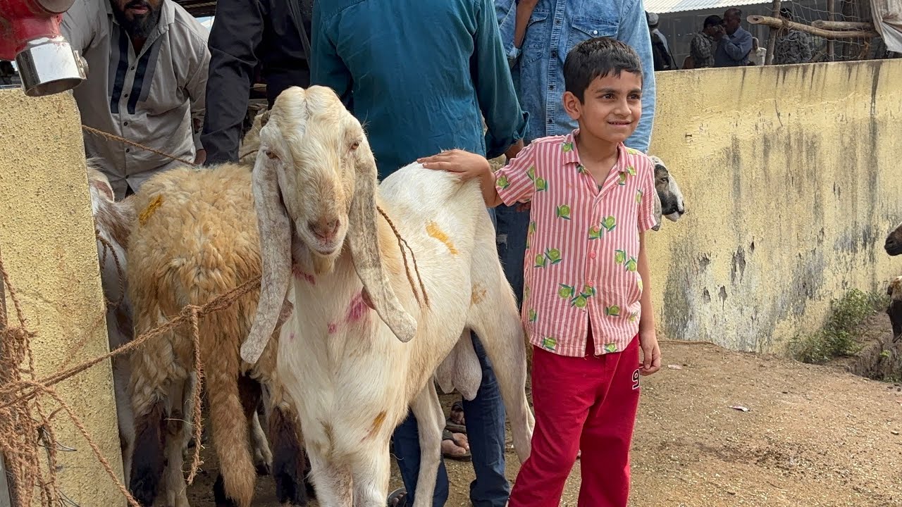 DEONAR BAKRA MANDI LATEST UPDATE FULL TOUR OF DEONAR BAKRA MANDI