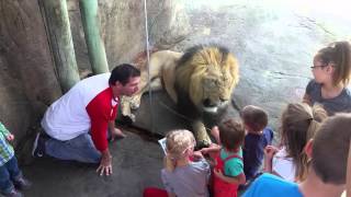 Lion at the Sedgwick County Zoo!!!