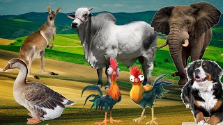 Animal sounds - monkey, cat, chicken, elephant, cat, horse, goat, cow