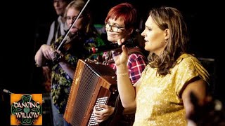 Dancing Willow live  - William Taylor