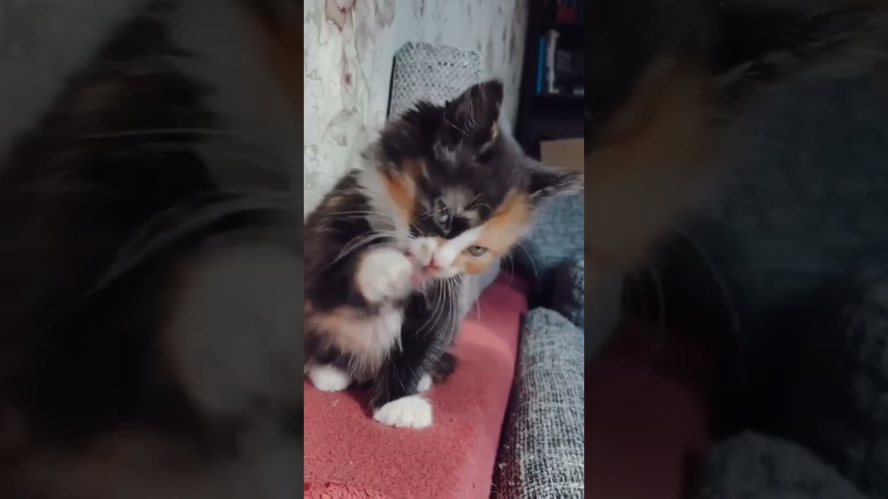 Киска малышки среди цветов