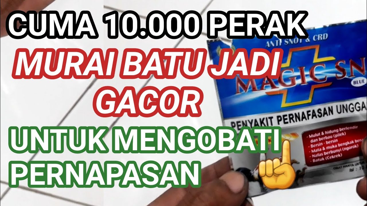Cara mengobati murai batu masalah di pernapasan