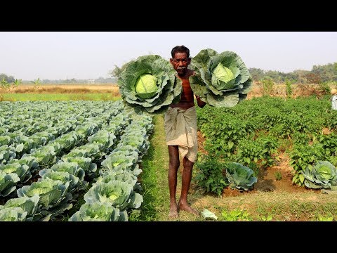 ভিডিও: বাঁধাকপির ভাস্কুলার ব্যাকটেরিওসিস