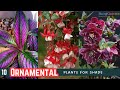 10 Ornamental Plants for Shade | Plants that Do Well in Shade