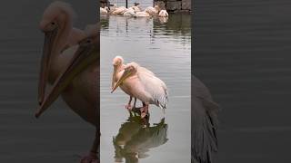 Pelican getting ready for Christmas animal encounter #animals  #pelican # bird