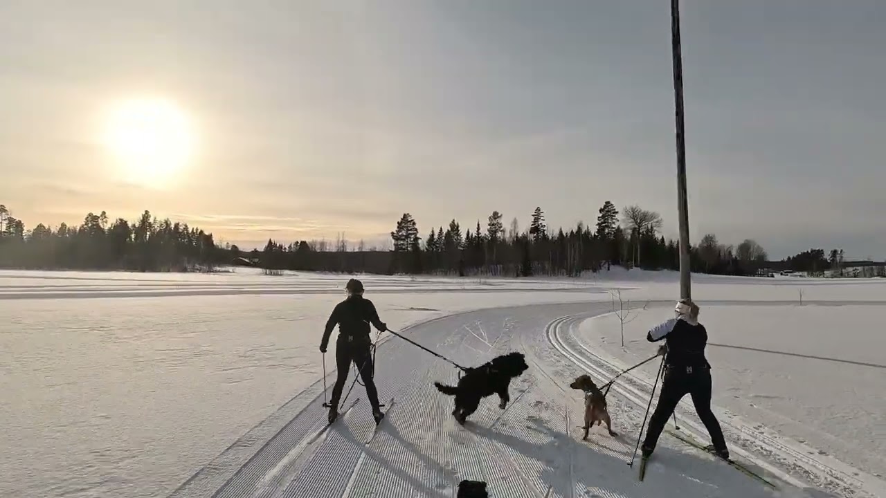 Elton – Nybörjaren