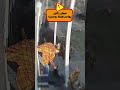 حيوان راكون يهاجم طفلة بوحشية Shortvideo الفيديوهات القصيرة Shorts 
