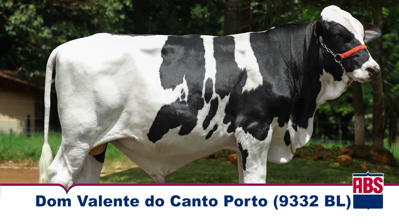 ABS Pecplan: Touro XEQUE D 29SD0025 - Touros, Embriões, Sêmen