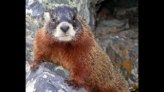 Yellow Bellied Marmot Facts  Interesting Facts about Yellow Bellied Marmot  Facts about Yellow Belli