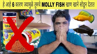6 Reasons Why Your Molly Fish Is Not Eating Food | या 6 करणा मुळे Molly Fish खाण खाने सोडून देतात
