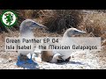 Gp ep04 isla isabel  the mexican galapagos