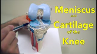 Knee Meniscus and Cartilage - Anatomy and Function