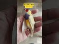 Lutino Lady Goldian | ALLAH,S WILL #birdsempire #ladygouldian