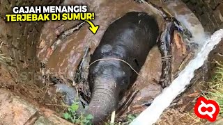 Awalnya Gajah ini Nangis Meminta Tolong, Namun yang Terjadi Kemudian Sungguh di Luar Dugaan screenshot 5