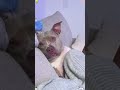 The dog is sleepy. #dog #foryou #cutedog #fyp #funnyvideo #laugher
