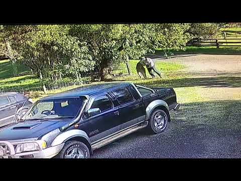 Man attacked by kangaroo