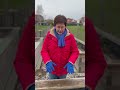 Gründüngung im Hochbeet nach dem Winter