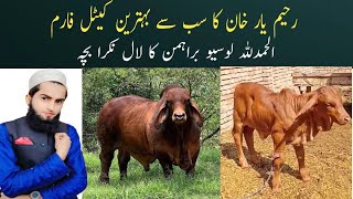 Losiyu Bachra I Beautiful Calf I Naveed Cattle Farm