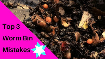 Worm Bin Basics Episode 3: A Wisp is Born + Addressing Common Worm Bin Mistakes