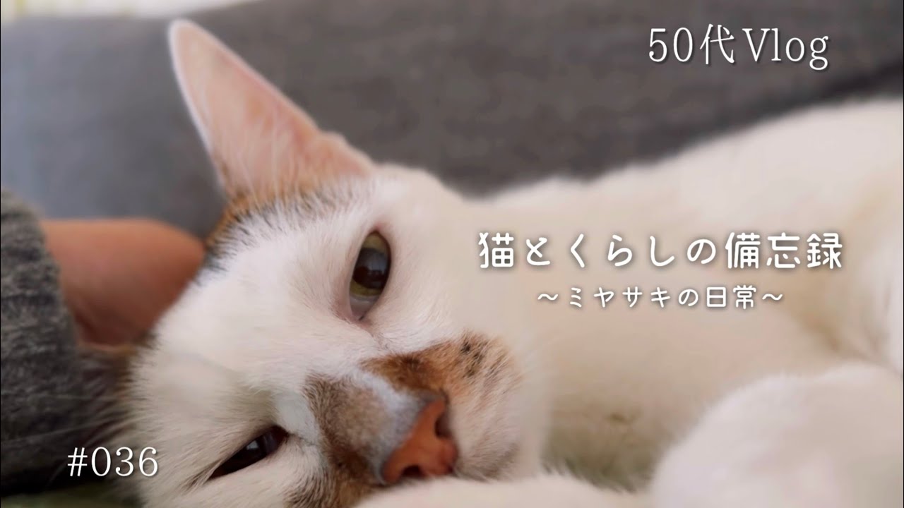 【50代Vlog】虹の橋渡る｜クウの闘病記録｜神社参拝｜よいお年を！