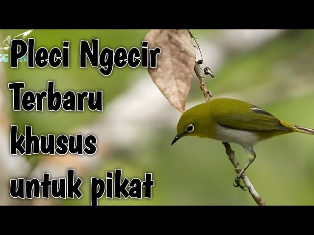 The alluring sound of the newest pleci bird, class=