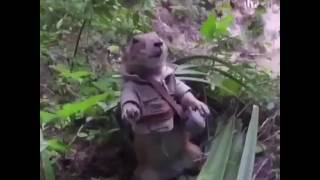 A groundhog in its natural habitat
