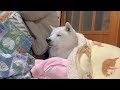 泊まりに来た嫁ちゃんと一緒に寝る気満々な柴犬