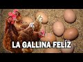 LA GALLINA FELIZ  MODELO DE PRODUCCIÓN DE HUEVOS