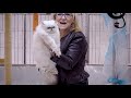 CFA International Cat Show 2018 - Persian kitten class judging - Himmies