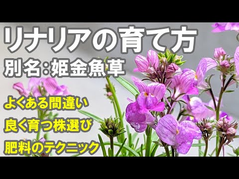 リナリアの育て方 植え方 花がら摘み 蕾と花の見分け方 肥料の使い方 切り戻し 耐寒性 Youtube