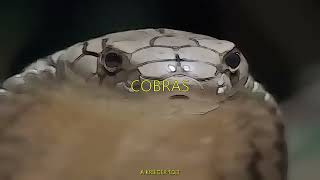 Samsonyte & T Gallardo - Cobras Lyrics (Slowed & Reverbed)