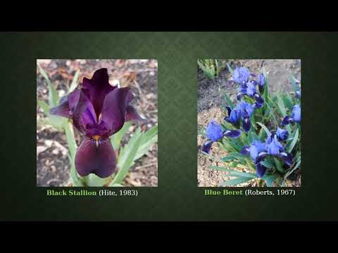 Video: Iris dwarf: photo, description, varieties