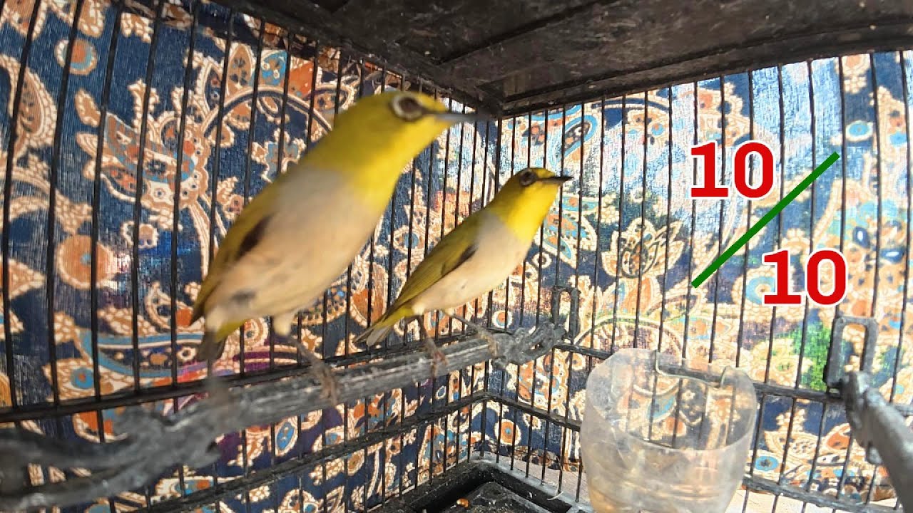 2 Chim Khuyên Siêu Phẩm / Đẹp Nhất Trên Kênh / Yêu Chim Cảnh