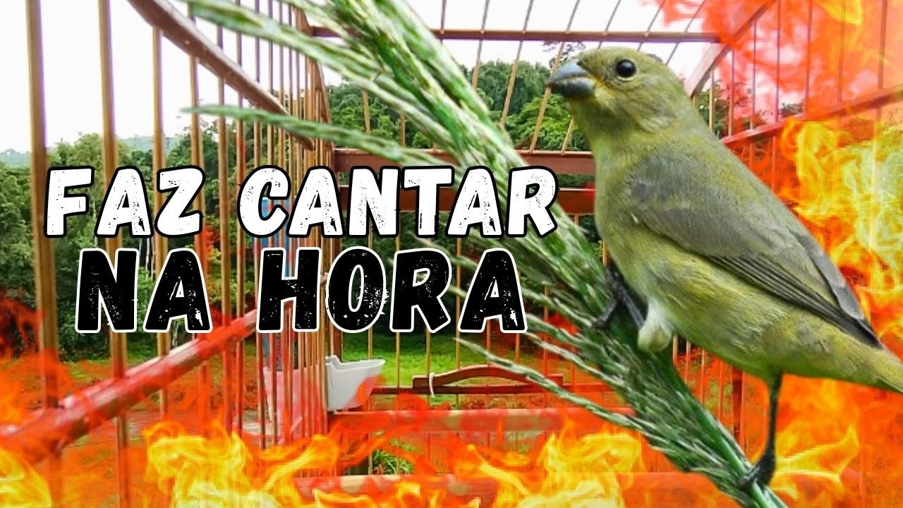 Melhor Piado de fêmea de papa capim para Foguear e Levantar Papa capim Piado de fêmea de papa-capim
