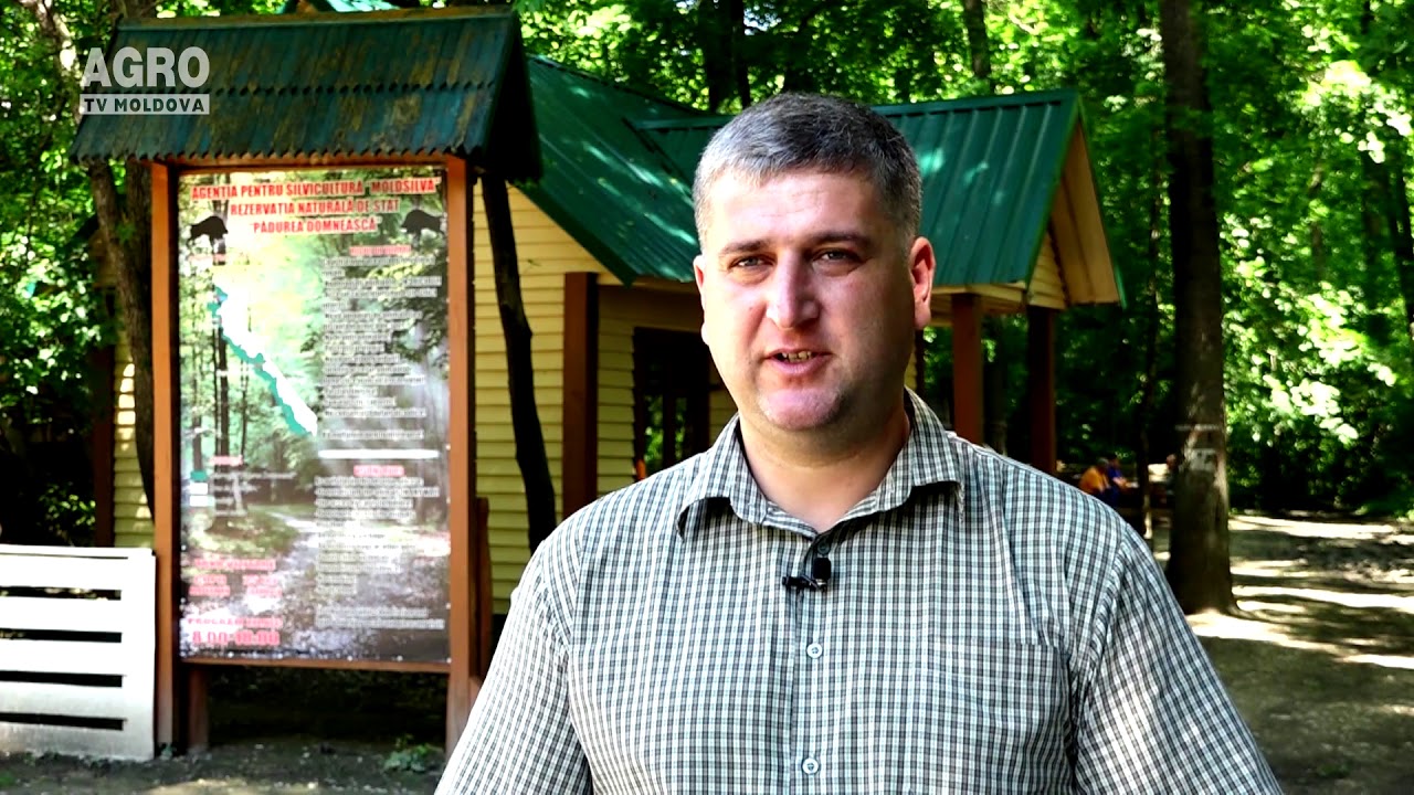 Rezervația naturală Pădurea Domnească