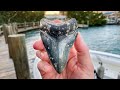 Giant Megalodon Shark Tooth Found in the Ocean! (Scuba Diving)