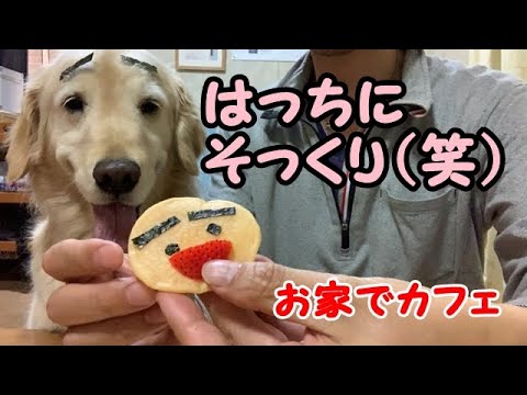 おうちでパンケーキ ゴールデンレトリバーのはっち Youtube