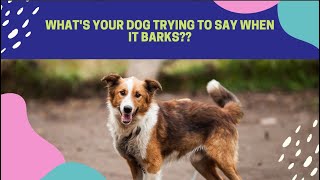 5 Types Of Dog Barks And What They Really Mean Epic Daily Videos