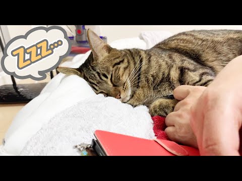 大好きな彼女の母親の近くで、寄り添うように猫が寝始めました