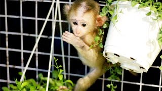 Mia The Monkey Climbs The Fence Monkey Baby Accustomed To Climbing Trees