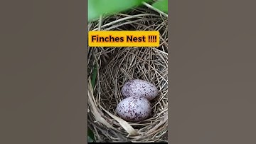 Finch Nest In Nature ,Cointains 2 Eggs‼️#shortsfeed #shortvideo #shorts #birds #nest #nature