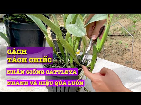 Video: Cattleya: chăm sóc tại nhà. Cấy ghép và sinh sản Cattleya