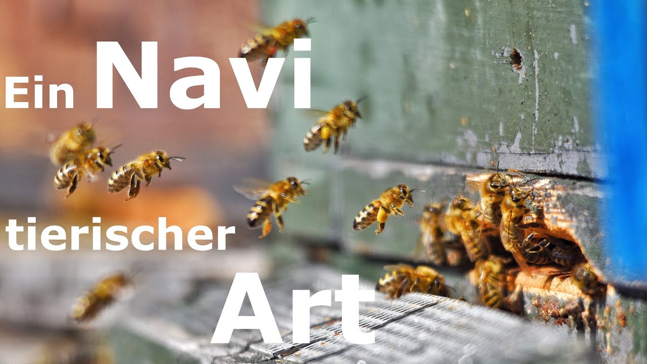 Wie funktioniert das Navigationssystem der Bienen?