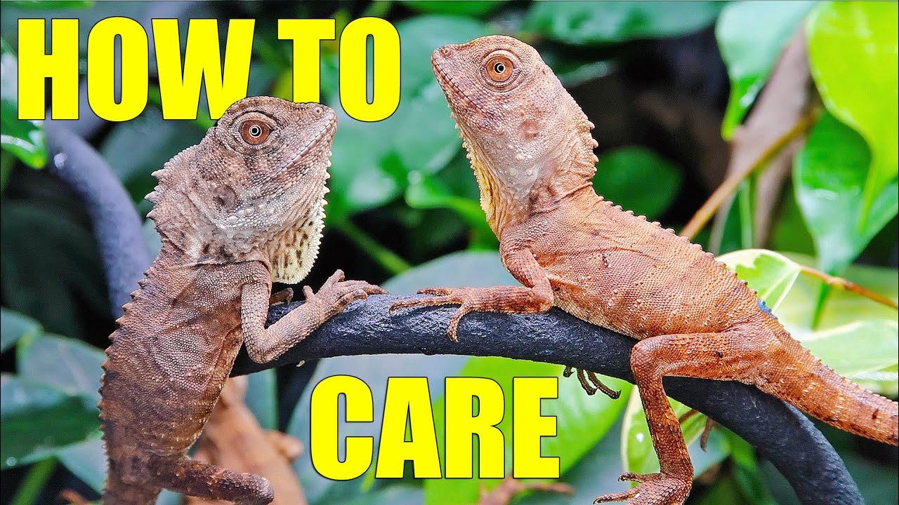 Baby Boyd's Forest Dragon CARE!